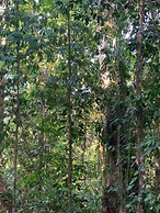 Cabinas Los Laureles