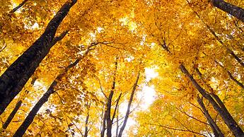 Holiday Inn Resort Appi Kogen by IHG