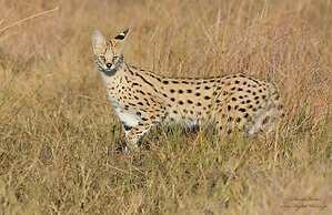 Xakanaka Mobile Camp