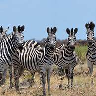 Xakanaka Mobile Camp