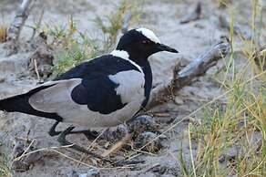 Xakanaka Mobile Camp