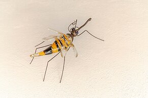 El Secreto del Olivo