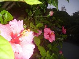 Pohutukawa Coast Bed & Breakfast