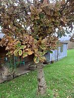 Ceridwen Glamping, Double decker Bus and Yurts