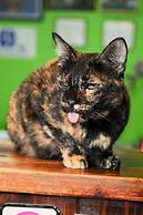 All In 1 Guesthouse Chiang Mai