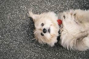 Alexandra Heights Motel