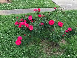 Royal Motel Tenterfield