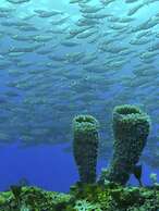 Hotelcoz All Inclusive