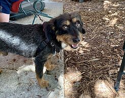 The Pines Inn and Cottages