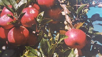 Waitomo Orchard Estate B&B