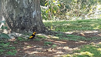Lookout Mountain Retreat