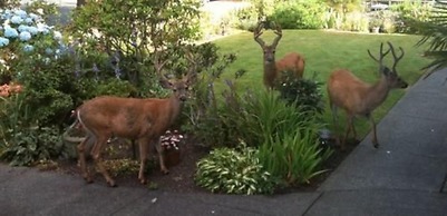 Dashwood Manor Seaside Bed & Breakfast