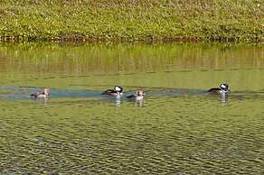 2676 Emerald Island House 5 Bedroom by Florida Star