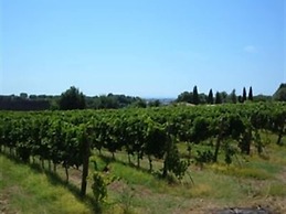 Azienda Agricola Sinisi