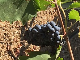 Azienda Agricola Sinisi