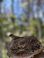 Casa Jardim Bangalôs