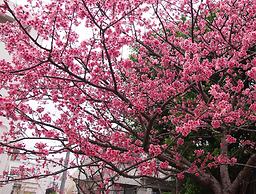 Secret House Makishi