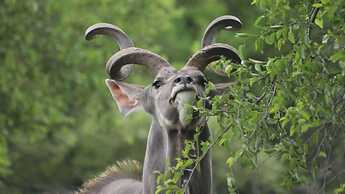 Finfoot Lake Reserve by Dream Resorts