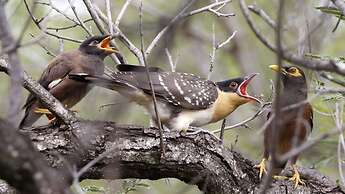 Finfoot Lake Reserve by Dream Resorts