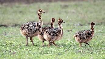 Finfoot Lake Reserve by Dream Resorts