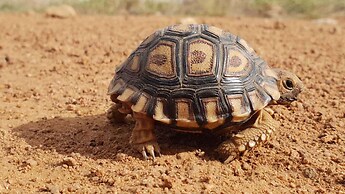 Finfoot Lake Reserve by Dream Resorts