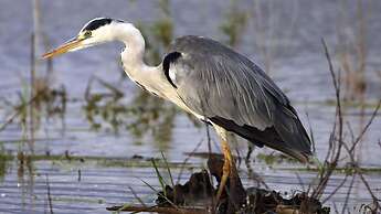 Finfoot Lake Reserve by Dream Resorts