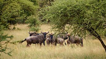 Finfoot Lake Reserve by Dream Resorts