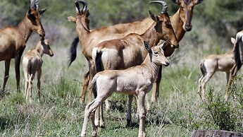 Finfoot Lake Reserve by Dream Resorts