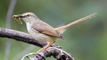 Finfoot Lake Reserve by Dream Resorts