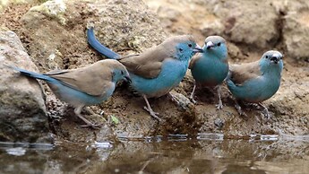 Finfoot Lake Reserve by Dream Resorts