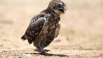 Finfoot Lake Reserve by Dream Resorts