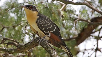 Finfoot Lake Reserve by Dream Resorts