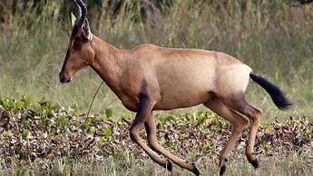 Finfoot Lake Reserve by Dream Resorts