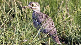 Finfoot Lake Reserve by Dream Resorts