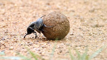 Finfoot Lake Reserve by Dream Resorts