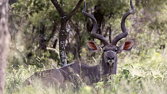 Finfoot Lake Reserve by Dream Resorts