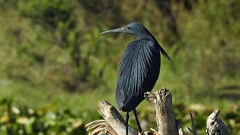 Finfoot Lake Reserve by Dream Resorts