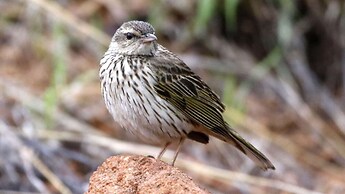 Finfoot Lake Reserve by Dream Resorts