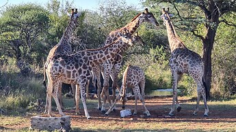 Finfoot Lake Reserve by Dream Resorts