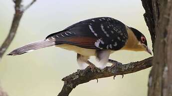 Finfoot Lake Reserve by Dream Resorts