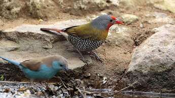 Finfoot Lake Reserve by Dream Resorts