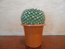 kinugawaonsen Fukumatsu