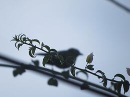 Cabañas y Flores Finca Hotel