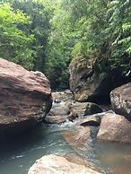Rainforest Edge