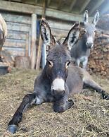 The Cabin at Sweetwater Lane Farm