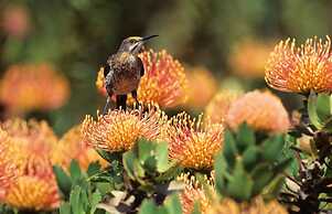 The Thatch House Hermanus