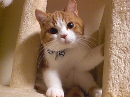 Petit Hotel Anise Garden