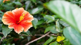 Kaimana Inn Hotel Restaurant