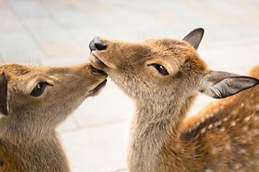Bakery Hotel Château D'or - Hostel