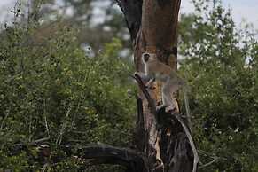 Dzibanana Lodge & Camping